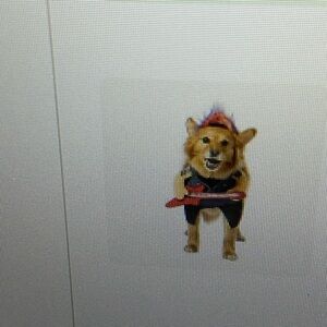 Punk Rocker Dog Costume - Black and Red